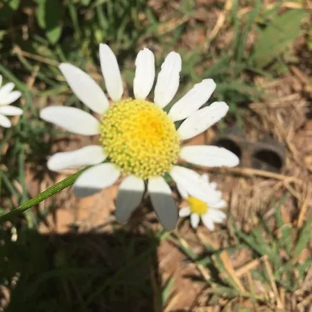Natural Village Dalyan