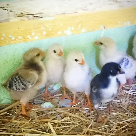 Natural Village * Dalyan
